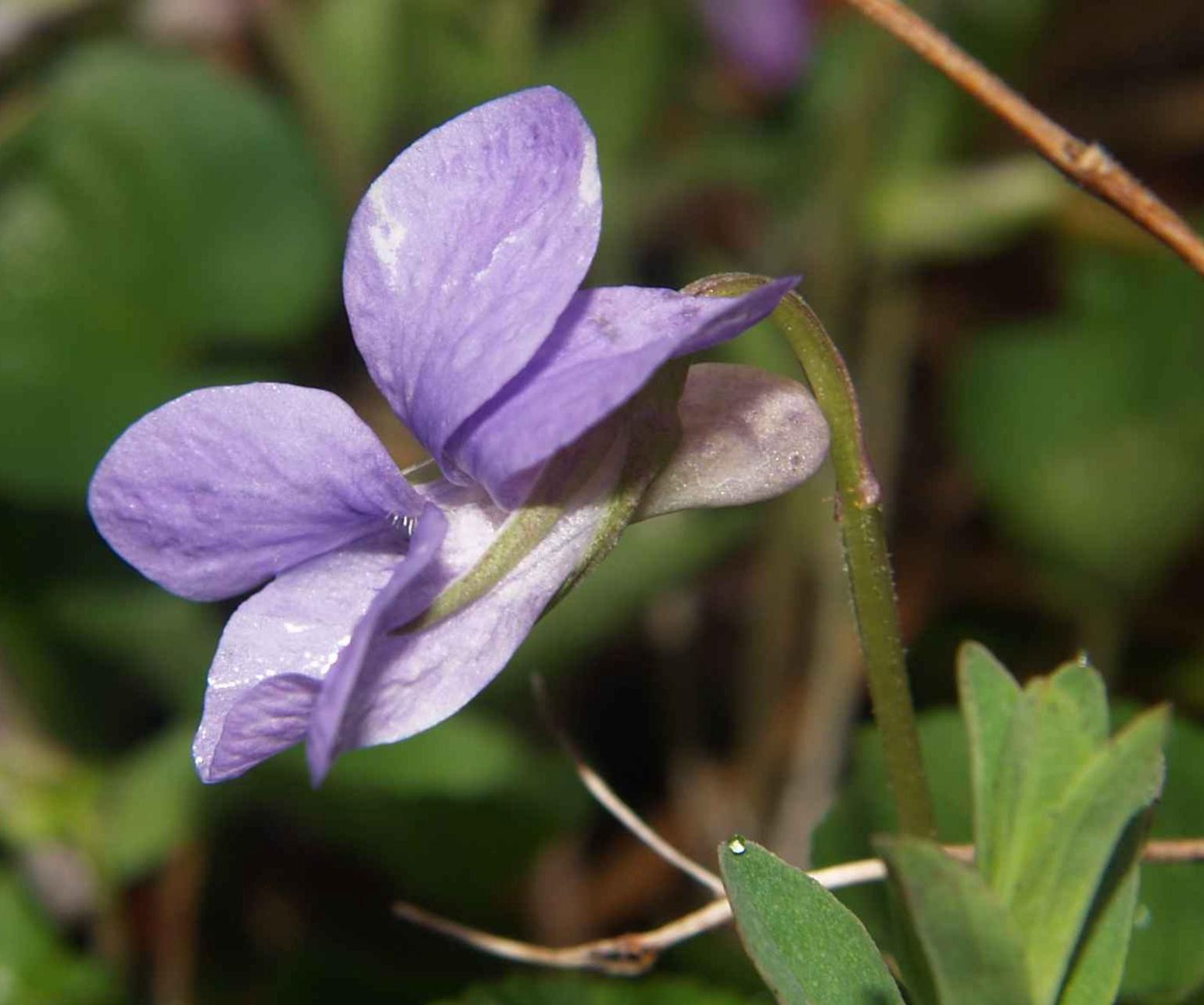 Violet, Teesdale